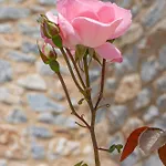 Castello Antico فندق