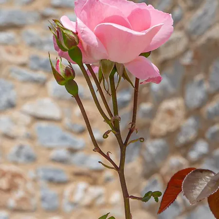 Castello Antico فندق